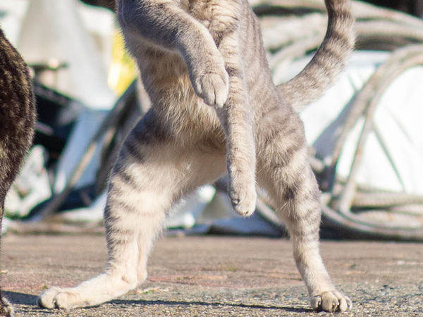 「勝てる気がしねぇ！」　警戒心むき出しの猫の『ポーズ』に「やられると覚悟した」