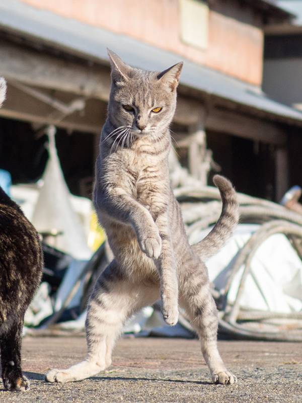 「勝てる気がしねぇ！」　警戒心むき出しの猫の『ポーズ』に「やられると覚悟した」