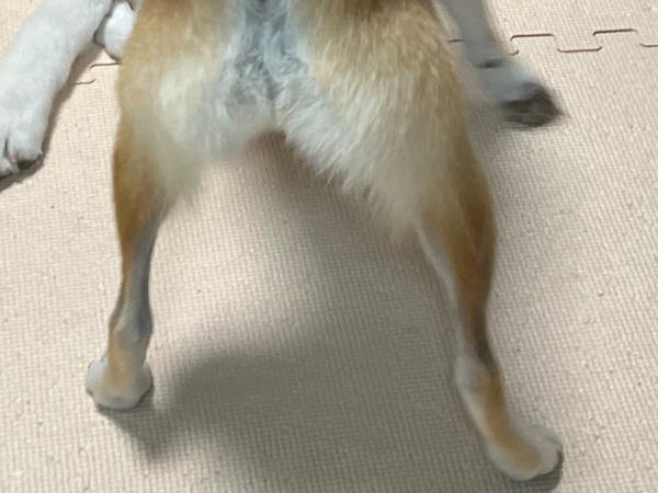 ハスキーに襲いかかる柴犬　そのワケに「これが末路か…」「笑っちゃった」