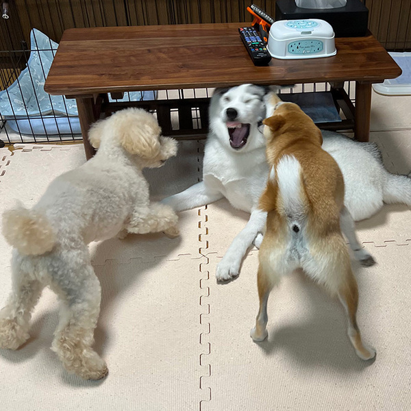 ハスキーに襲いかかる柴犬　そのワケに「これが末路か…」「笑っちゃった」