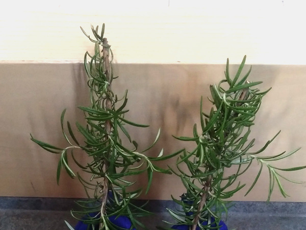 小２男子が『靴』に詰めたのは？　まさかの光景に「天才」「うちでも早速試す」