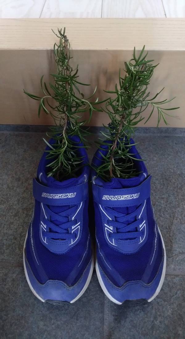 小２男子が『靴』に詰めたのは？　まさかの光景に「天才」「うちでも早速試す」