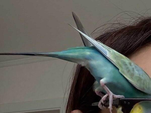 飼い主「邪魔なの分かるよね？」　光景に「爆笑」「愚痴かと思ったら自慢話だった」