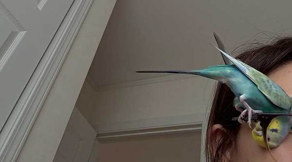 飼い主「邪魔なの分かるよね？」　光景に「爆笑」「愚痴かと思ったら自慢話だった」