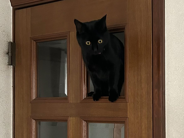 ガラスが外れ、猫が通り始めて？　数日後の展開に「声出た」「笑いが止まらん」