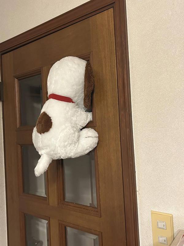 ガラスが外れ、猫が通り始めて？　数日後の展開に「声出た」「笑いが止まらん」