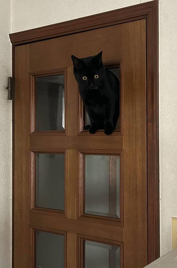 ガラスが外れ、猫が通り始めて？　数日後の展開に「声出た」「笑いが止まらん」