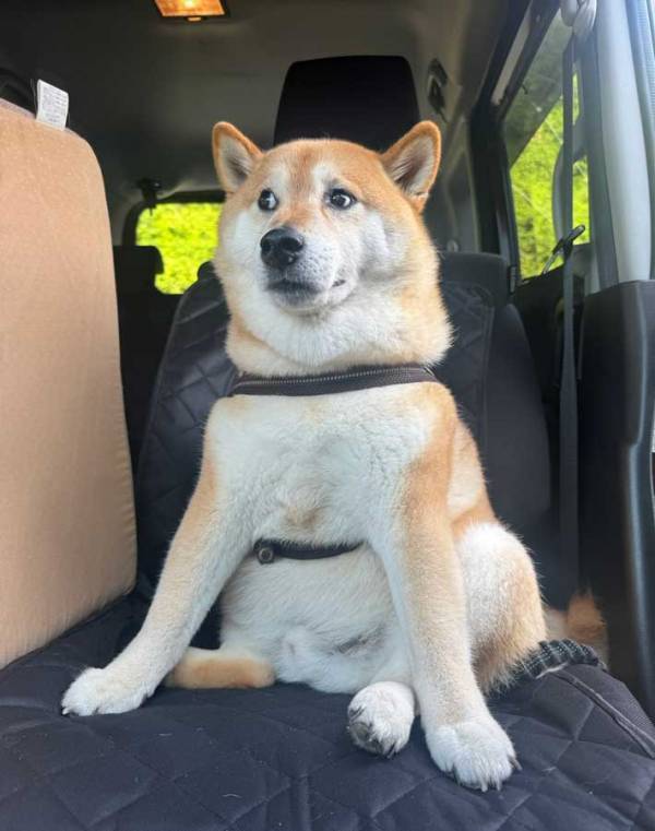 飼い主「座り方のクセが強い」　足元に注目すると？「おじさん感がある」「主張が強い」