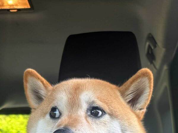 飼い主「座り方のクセが強い」　足元に注目すると？「おじさん感がある」「主張が強い」