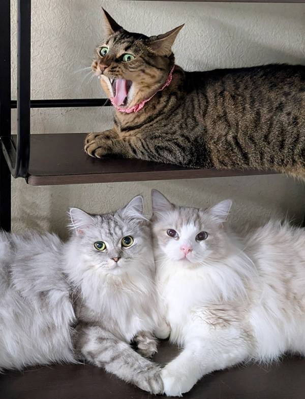 下段にいる２匹と、上段にいる１匹　その姿に「合成写真かと思うくらいの温度差」