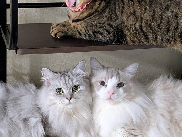 下段にいる２匹と、上段にいる１匹　その姿に「合成写真かと思うくらいの温度差」