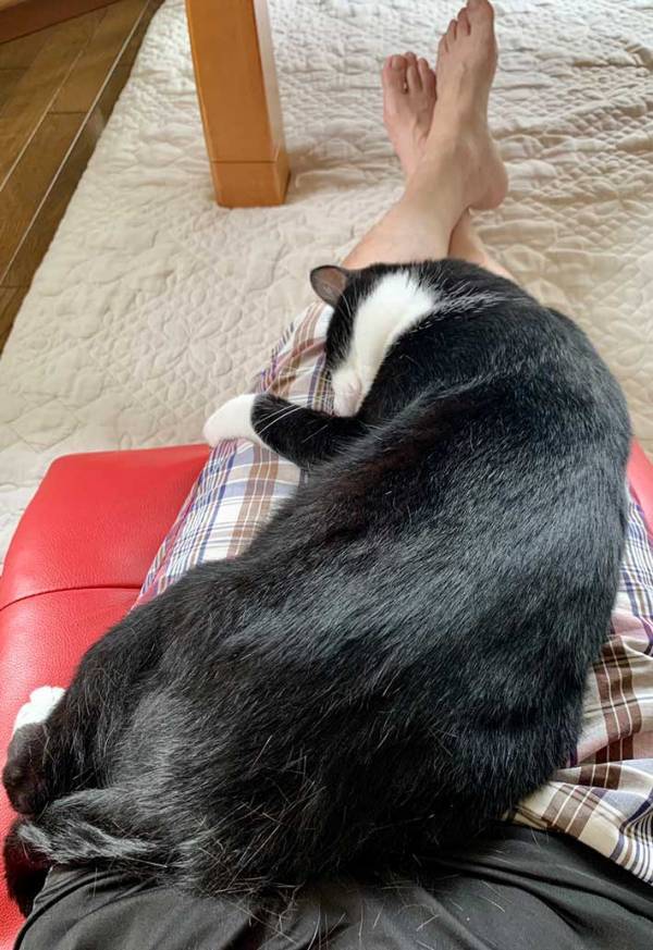 飼い主「え、そこで寝るの？」　猫が寝始めた場所が…「嬉しい悲鳴」「これになりたい」