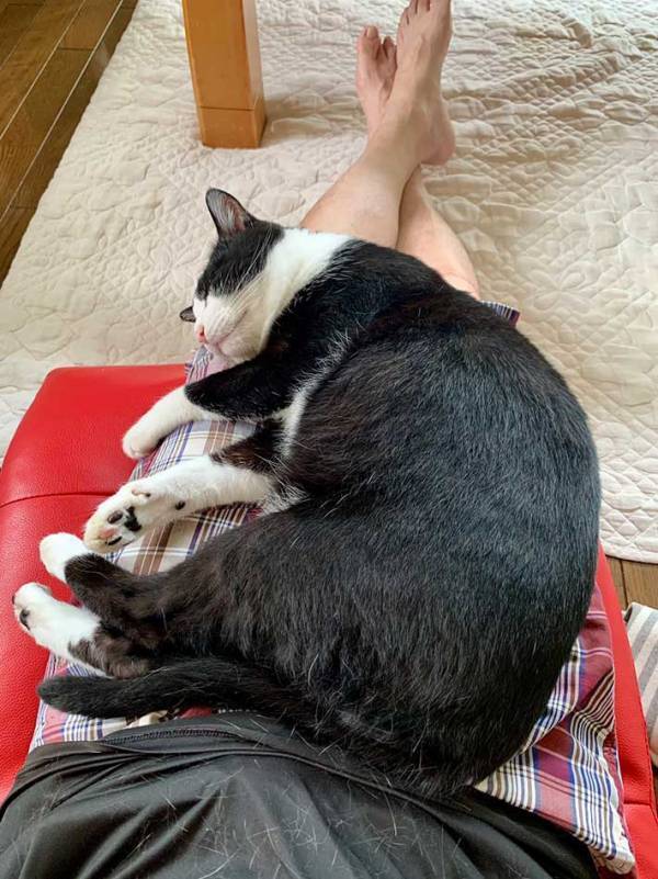 飼い主「え、そこで寝るの？」　猫が寝始めた場所が…「嬉しい悲鳴」「これになりたい」