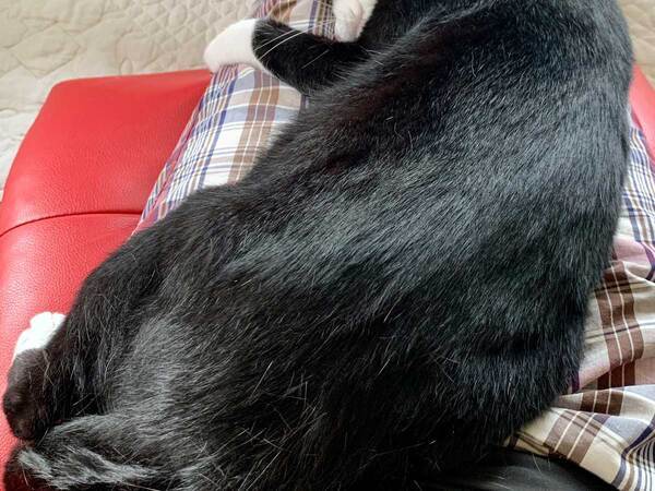 飼い主「え、そこで寝るの？」　猫が寝始めた場所が…「嬉しい悲鳴」「これになりたい」