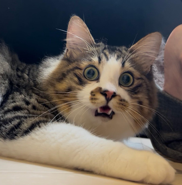 「世界が終わったかのよう」「いい顔すぎる」　オモチャを没収された猫が…