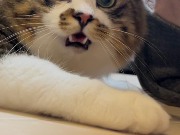 「世界が終わったかのよう」「いい顔すぎる」　オモチャを没収された猫が…