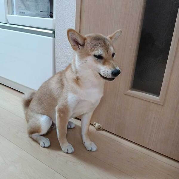 「絶対に何かしでかしています」　飼い主が確信した柴犬の顔が…「笑った」「出てるよ」