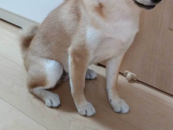 「絶対に何かしでかしています」　飼い主が確信した柴犬の顔が…「笑った」「出てるよ」