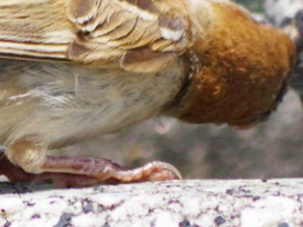 水飲み場で首をかしげるスズメ　見ていたのが？「かわいい」「仲間と思ってる？」