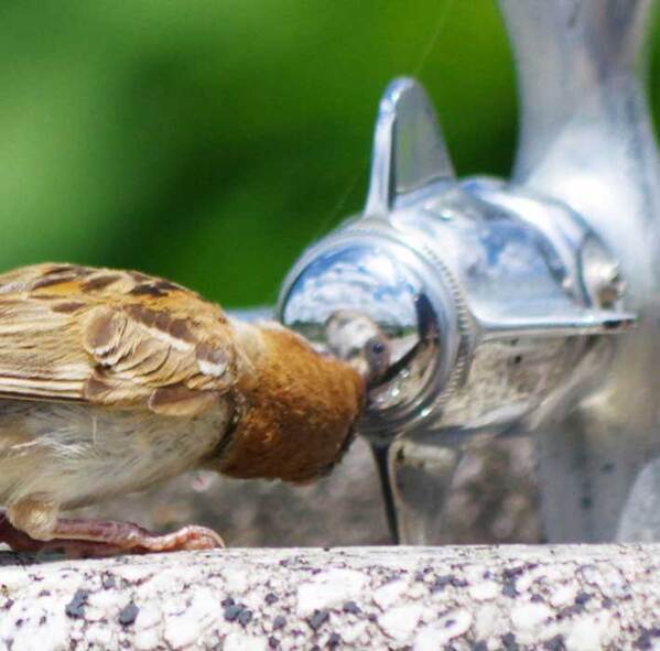 水飲み場で首をかしげるスズメ　見ていたのが？「かわいい」「仲間と思ってる？」
