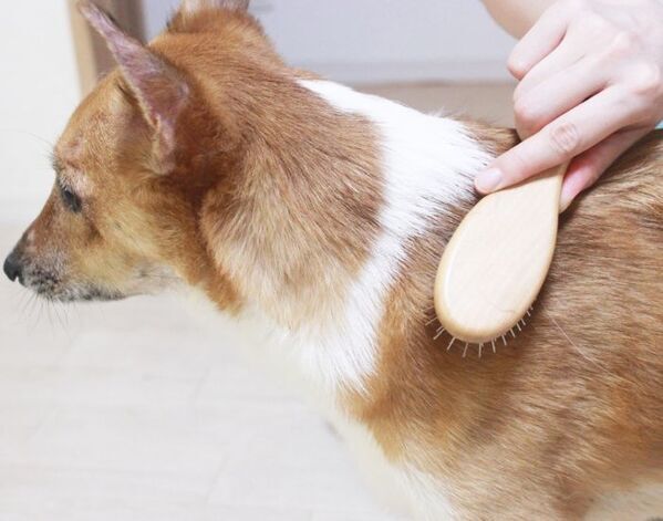 順番が逆だった？　ペットの毛が驚くほど取れる掃除法に「すぐ試す」「助かる」