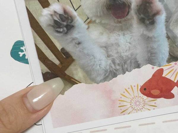 トリマーからもらった報告書に『１０万いいね』　手書きのメッセージには…「ずっと眺めたい」