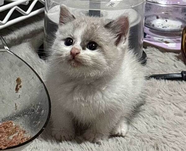 ハスキーが拾った子猫　1か月後、近付けると…？「爆笑した」「なんて恩知らず…」