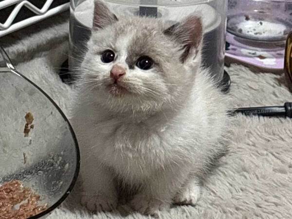 ハスキーが拾った子猫　1か月後、近付けると…？「爆笑した」「なんて恩知らず…」