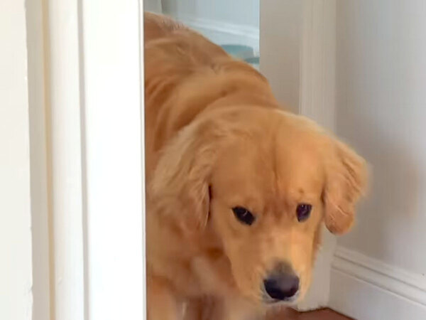 叱られてしょんぼりした犬　その３分後…？「かわいすぎる！」「爆笑した」