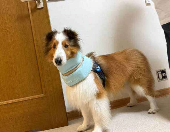 「ムチウチ？」と知り合いに心配される犬　理由が分かる写真に「声出して笑った」「痛々しい」