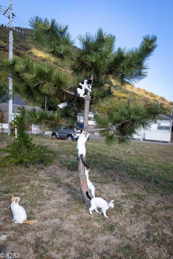 追いかけっこしていた猫　集まった場所に「かわいすぎる」「うらやましい！」