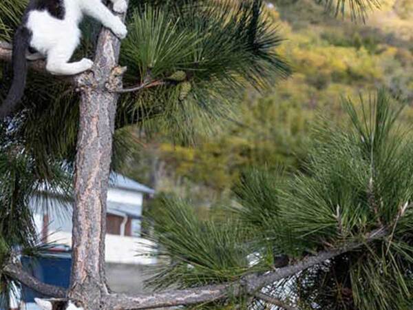 追いかけっこしていた猫　集まった場所に「かわいすぎる」「うらやましい！」