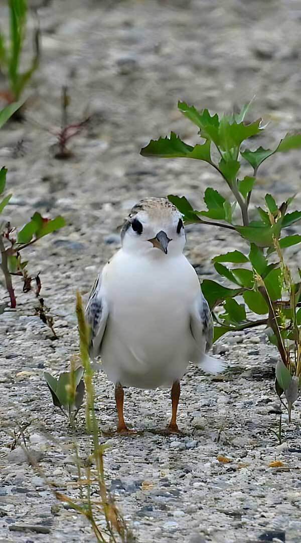 「卵みたいだ…」　写真に写る『球体』の正体は？