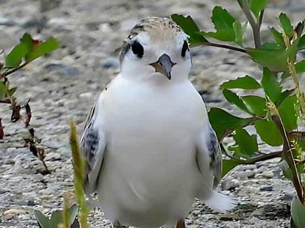 「卵みたいだ…」　写真に写る『球体』の正体は？