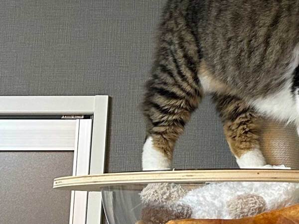 自分のミスを飼い主のせいにする猫　表情に「たまらん」「すごく責められてる…」