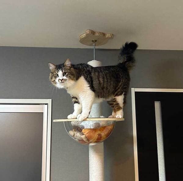 自分のミスを飼い主のせいにする猫　表情に「たまらん」「すごく責められてる…」