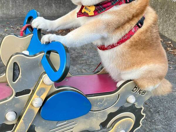 「ベテランの顔付き」「乗りこなしてる」　『バイク』に乗った柴犬の姿がこちら