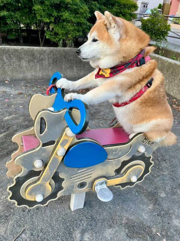 「ベテランの顔付き」「乗りこなしてる」　『バイク』に乗った柴犬の姿がこちら