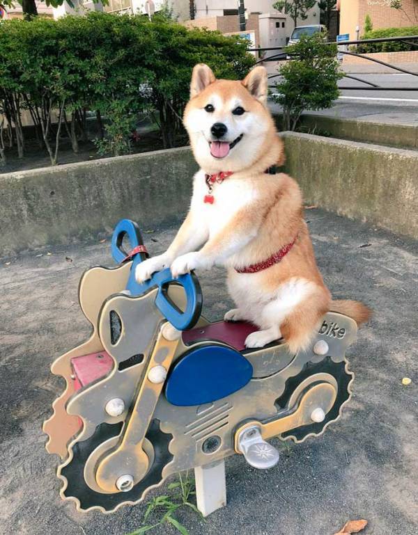 「ベテランの顔付き」「乗りこなしてる」　『バイク』に乗った柴犬の姿がこちら