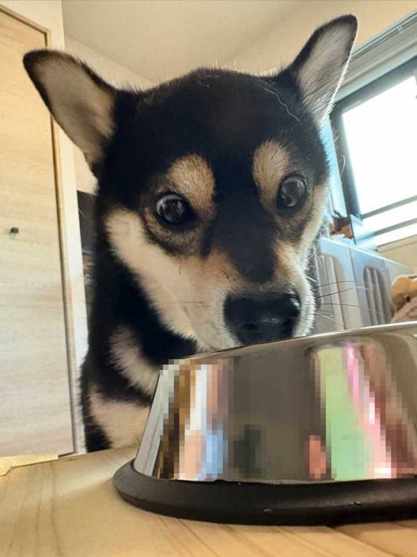 犬「う、うますぎる…！」　ゼリーを食べた犬の表情に「笑った」「グルメ漫画みたい」