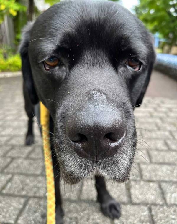 ドアップで撮られた犬　その姿がまるで…「これはトップ当選」「政犬を取ってほしい」