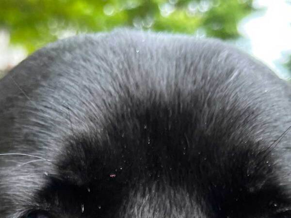 ドアップで撮られた犬　その姿がまるで…「これはトップ当選」「政犬を取ってほしい」