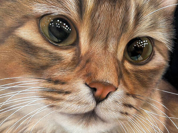 瞳がつぶらな猫の写真　隠された秘密が？「ウソでしょ」