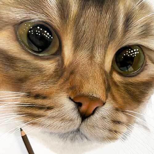 瞳がつぶらな猫の写真　隠された秘密が？「ウソでしょ」