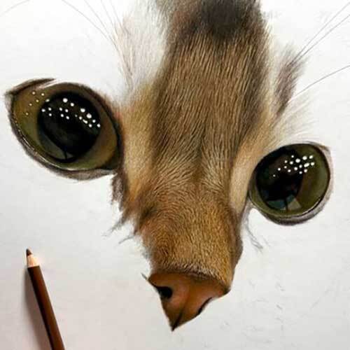 瞳がつぶらな猫の写真　隠された秘密が？「ウソでしょ」