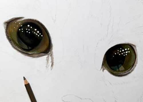 瞳がつぶらな猫の写真　隠された秘密が？「ウソでしょ」