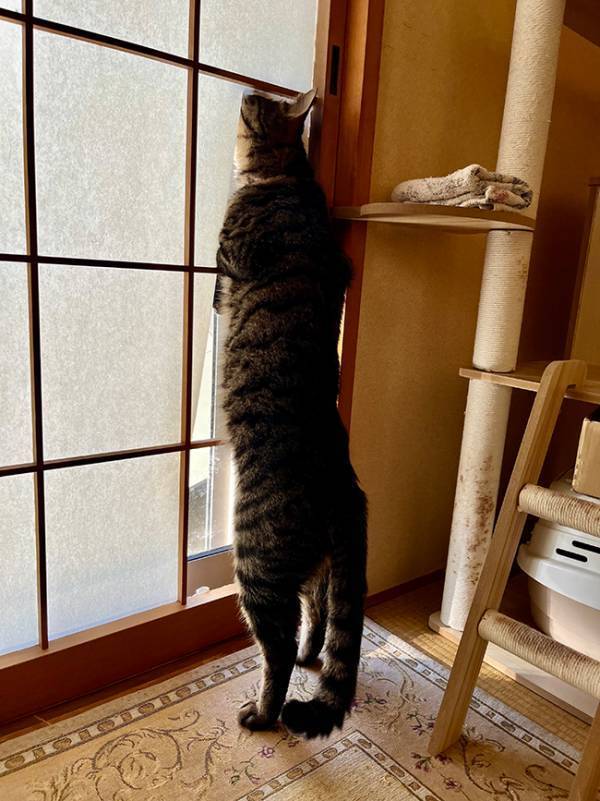 こ、こんなことが許されるなんて！　仁王立ちした猫が、次の瞬間！