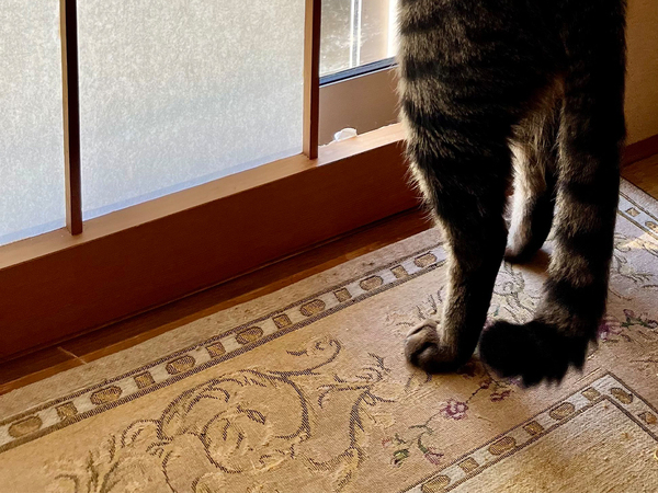 こ、こんなことが許されるなんて！　仁王立ちした猫が、次の瞬間！