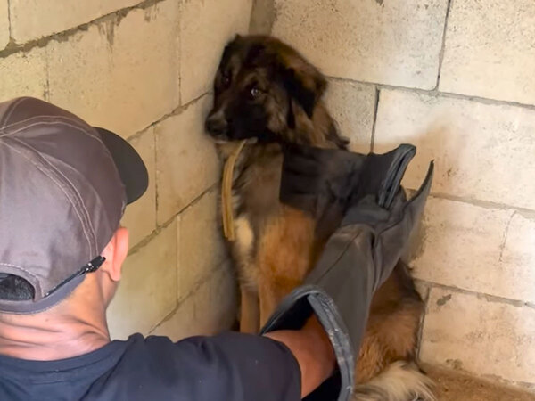 人に怯えて心を閉ざした犬　その６日後…？「号泣した」「信じられない」