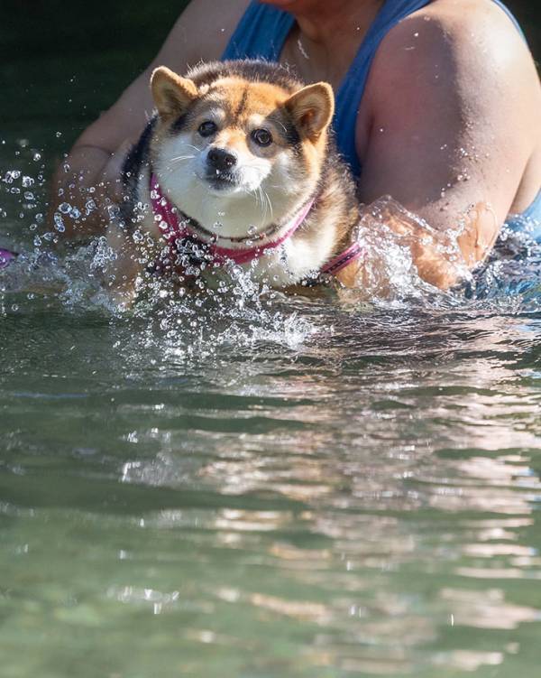 飼い主と一緒に川に入るも…　柴犬の表情に「笑っちゃった」「ちょ…冷たいっていってそう」